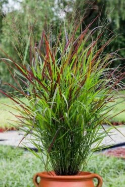 Shenandoah Switch Grass (Panicum Virgatum) - 8 Pack Of 1 Gallon Pots -Deals Sapling Whisper Store panicum virgatum shenandoah 5