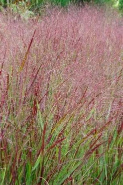Shenandoah Switch Grass (Panicum Virgatum) - 8 Pack Of 1 Gallon Pots -Deals Sapling Whisper Store panicum virgatum shenandoah 6