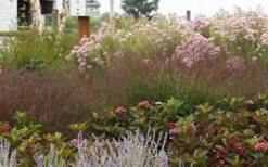 Shenandoah Switch Grass (Panicum Virgatum) - 8 Pack Of 1 Gallon Pots -Deals Sapling Whisper Store panicum virgatum shenandoah 7