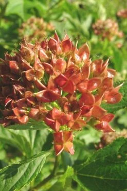 Atlantic Ninebark (Physocarpus Opulifolius) - 3 Gallon Pot -Deals Sapling Whisper Store physocarpus opulifolius atlantic ninebark 5