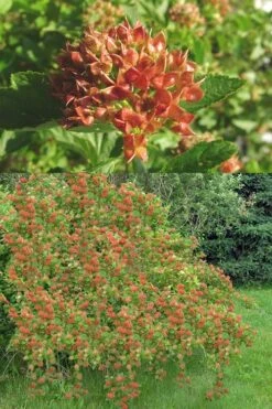 Atlantic Ninebark (Physocarpus Opulifolius) - 3 Gallon Pot -Deals Sapling Whisper Store physocarpus opulifolius atlantic ninebark 6