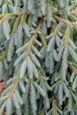 Bush's Lace Engelmann Spruce (Picea Engelmannii) - 1 Gallon Pot -Deals Sapling Whisper Store picea engelmannii bushs lace engelmann spruce 10 1