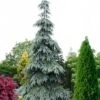 Bush's Lace Engelmann Spruce (Picea Engelmannii) - 5 Gallon Pot 1 Bush's Lace Engelmann Spruce (Picea Engelmannii) - 5 Gallon Pot -Deals Sapling Whisper Store picea engelmannii bushs lace engelmann spruce 11