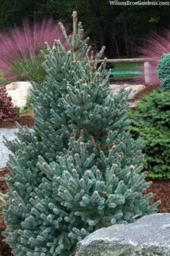 Blue Teardrop White Spruce (Picea Glauca) - 5 Gallon Pot