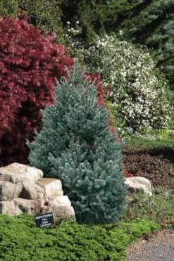 Blue Teardrop White Spruce (Picea Glauca) - 5 Gallon Pot -Deals Sapling Whisper Store picea glauca blue teardrop white spruce 2
