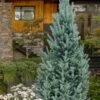 Columnar Colorado Blue Spruce (Picea Pungens 'Fastigiata') - 1 Gallon Pot -Deals Sapling Whisper Store picea pungens fastigiata columnar colorado blue spruce 3