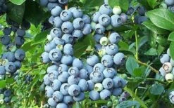 Brightwell Rabbiteye Blueberry - 1 Gallon Pot -Deals Sapling Whisper Store picture 6424 brightwell rabbiteye blueberry