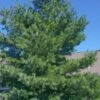 Eastern White Pine (Pinus Strobus) - 3 Gallon Pot -Deals Sapling Whisper Store pinus strobus eastern white pine 1 1