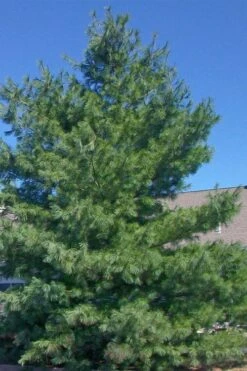 Eastern White Pine (Pinus Strobus) - 3 Gallon Pot