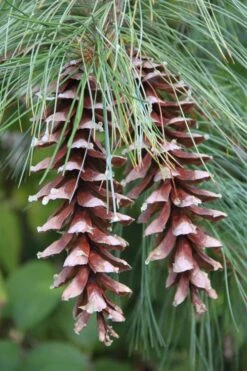 Eastern White Pine (Pinus Strobus) - 1 Gallon Pot 15 Eastern White Pine (Pinus Strobus) - 1 Gallon Pot -Deals Sapling Whisper Store pinus strobus eastern white pine 3