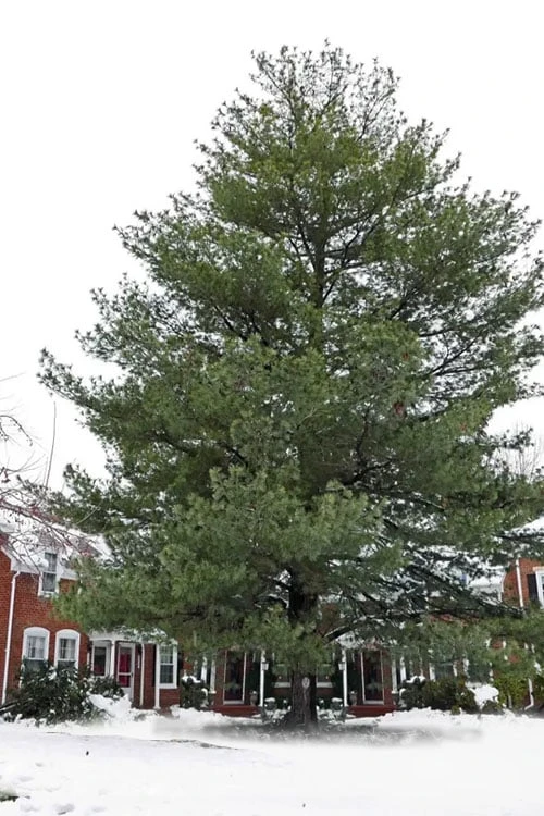 Eastern White Pine (Pinus Strobus) - 1 Gallon Pot 10 Eastern White Pine (Pinus Strobus) - 1 Gallon Pot - Image 8