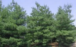 Eastern White Pine (Pinus Strobus) - 1 Gallon Pot 16 Eastern White Pine (Pinus Strobus) - 1 Gallon Pot -Deals Sapling Whisper Store pinus strobus eastern white pine 6