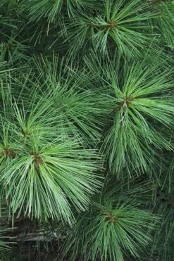 Eastern White Pine (Pinus Strobus) - 5 Gallon Pot -Deals Sapling Whisper Store pinus strobus eastern white pine 7 2