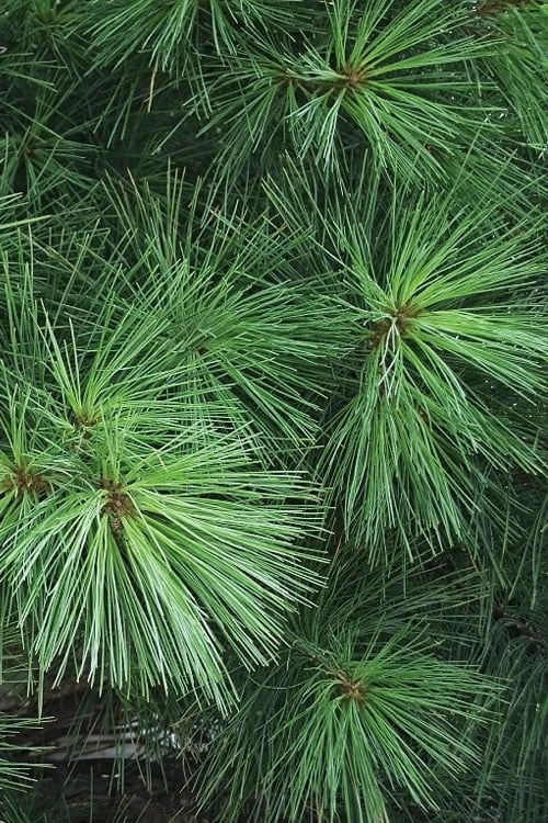 Eastern White Pine (Pinus Strobus) - 1 Gallon Pot 9 Eastern White Pine (Pinus Strobus) - 1 Gallon Pot - Image 7