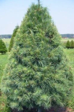 Eastern White Pine (Pinus Strobus) - 1 Gallon Pot 17 Eastern White Pine (Pinus Strobus) - 1 Gallon Pot -Deals Sapling Whisper Store pinus strobus eastern white pine 8