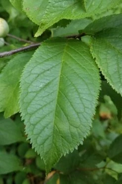 American Wild Plum Tree (Prunus Americana) - 3 Gallon Pot 16 American Wild Plum Tree (Prunus Americana) - 3 Gallon Pot -Deals Sapling Whisper Store prunus americana american wild plum tree 10