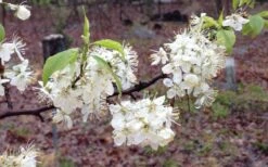 American Wild Plum Tree (Prunus Americana) - 3 Gallon Pot 17 American Wild Plum Tree (Prunus Americana) - 3 Gallon Pot -Deals Sapling Whisper Store prunus americana american wild plum tree 11