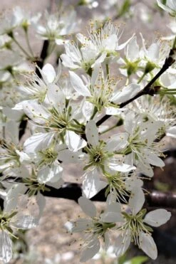 American Wild Plum Tree (Prunus Americana) - 1 Gallon Pot -Deals Sapling Whisper Store prunus americana american wild plum tree 5 1
