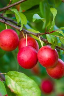 American Wild Plum Tree (Prunus Americana) - 3 Gallon Pot 14 American Wild Plum Tree (Prunus Americana) - 3 Gallon Pot -Deals Sapling Whisper Store prunus americana american wild plum tree 6