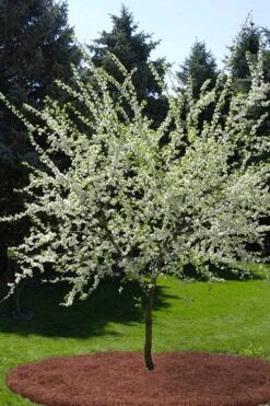 American Wild Plum Tree (Prunus Americana) - 1 Gallon Pot -Deals Sapling Whisper Store prunus americana american wild plum tree 9 1