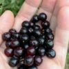 Wild Black Cherry Tree - 3 Gallon Pot 1 Wild Black Cherry Tree - 3 Gallon Pot -Deals Sapling Whisper Store prunus serotina wild black cherry tree 1