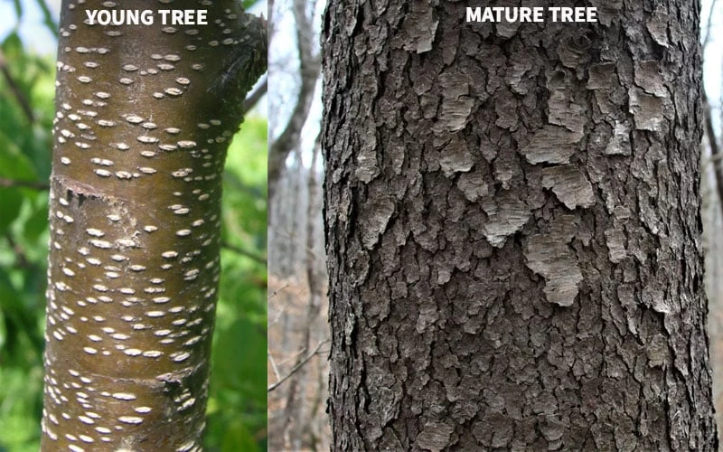 Wild Black Cherry Tree - 3 Gallon Pot 12 Wild Black Cherry Tree - 3 Gallon Pot - Image 10