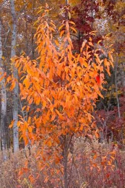 Wild Black Cherry Tree - 3 Gallon Pot 20 Wild Black Cherry Tree - 3 Gallon Pot -Deals Sapling Whisper Store prunus serotina wild black cherry tree 9