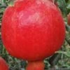 Russian Cold Hardy Pomegranate - 3 Gallon Pot -Deals Sapling Whisper Store punica granatum russian pomegranate 10