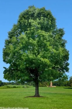 White Oak Tree (Quercus Alba) - 3 Pack Of 1.5 Quart Pots 23 White Oak Tree (Quercus Alba) - 3 Pack Of 1.5 Quart Pots -Deals Sapling Whisper Store quercus alba white oak tree 1