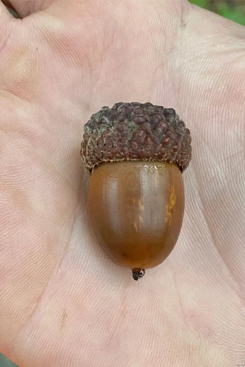 White Oak Tree (Quercus Alba) - 3 Pack Of 1.5 Quart Pots 10 White Oak Tree (Quercus Alba) - 3 Pack Of 1.5 Quart Pots - Image 8