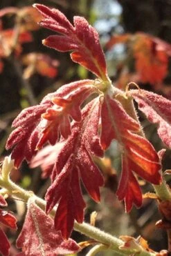 White Oak Tree (Quercus Alba) - 3 Pack Of 1.5 Quart Pots 17 White Oak Tree (Quercus Alba) - 3 Pack Of 1.5 Quart Pots -Deals Sapling Whisper Store quercus alba white oak tree 15