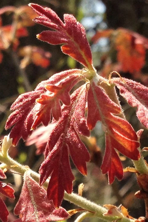 White Oak Tree (Quercus Alba) - 3 Pack Of 1.5 Quart Pots 7 White Oak Tree (Quercus Alba) - 3 Pack Of 1.5 Quart Pots - Image 5