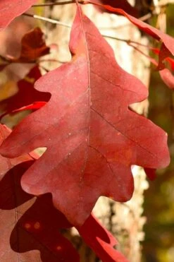 White Oak Tree (Quercus Alba) - 3 Pack Of 1.5 Quart Pots 19 White Oak Tree (Quercus Alba) - 3 Pack Of 1.5 Quart Pots -Deals Sapling Whisper Store quercus alba white oak tree 8