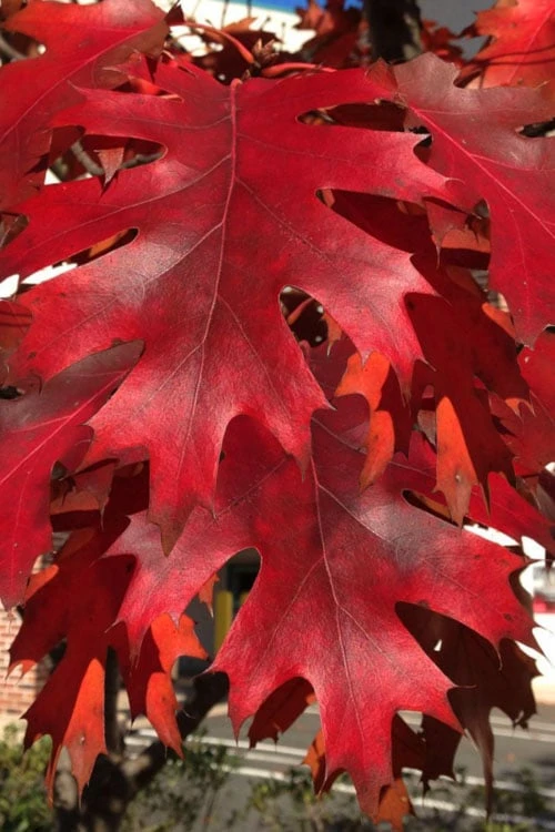 Northern Red Oak Tree (Quercus Rubra) - 1 Gallon Pot 6 Northern Red Oak Tree (Quercus Rubra) - 1 Gallon Pot - Image 4