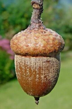 Northern Red Oak Tree (Quercus Rubra) - 1 Gallon Pot 15 Northern Red Oak Tree (Quercus Rubra) - 1 Gallon Pot -Deals Sapling Whisper Store quercus rubra northern red oak tree 4