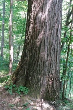 Northern Red Oak Tree (Quercus Rubra) - 1 Gallon Pot 16 Northern Red Oak Tree (Quercus Rubra) - 1 Gallon Pot -Deals Sapling Whisper Store quercus rubra northern red oak tree 5