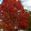 Shumard Red Oak Tree (Quercus Shumardii) - 3 Gallon Pot -Deals Sapling Whisper Store quercus shumardii shumard red oak 1