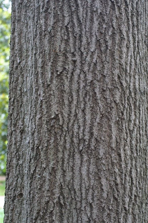 Shumard Red Oak Tree (Quercus Shumardii) - 3 Gallon Pot 9 Shumard Red Oak Tree (Quercus Shumardii) - 3 Gallon Pot - Image 7