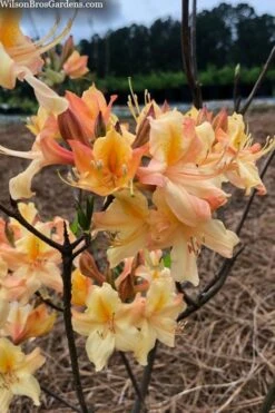 Al Curry Azalea (Rhododendron) - 3 Gallon Pot 9 Al Curry Azalea (Rhododendron) - 3 Gallon Pot -Deals Sapling Whisper Store rhododendron al curry 2