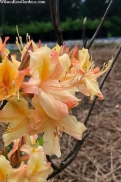 Al Curry Azalea (Rhododendron) - 3 Gallon Pot