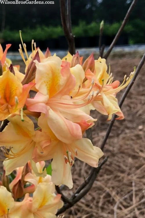 Al Curry Azalea (Rhododendron) - 3 Gallon Pot 3 Al Curry Azalea (Rhododendron) - 3 Gallon Pot