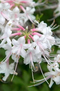 White Alabama Native Azalea (Rhododendron Alabamense) - 3 Gallon Pot 15 White Alabama Native Azalea (Rhododendron Alabamense) - 3 Gallon Pot -Deals Sapling Whisper Store rhododendron alabamense alabama native azalea 3
