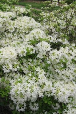 White Alabama Native Azalea (Rhododendron Alabamense) - 3 Gallon Pot 13 White Alabama Native Azalea (Rhododendron Alabamense) - 3 Gallon Pot -Deals Sapling Whisper Store rhododendron alabamense alabama native azalea 6