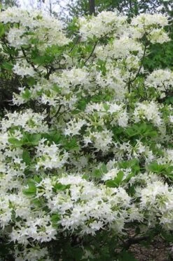White Alabama Native Azalea (Rhododendron Alabamense) - 3 Gallon Pot 14 White Alabama Native Azalea (Rhododendron Alabamense) - 3 Gallon Pot -Deals Sapling Whisper Store rhododendron alabamense alabama native azalea 8