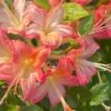 Anne Marie Native Azalea (Rhododendron) - 3 Gallon Pot -Deals Sapling Whisper Store rhododendron anne marie native azalea 1