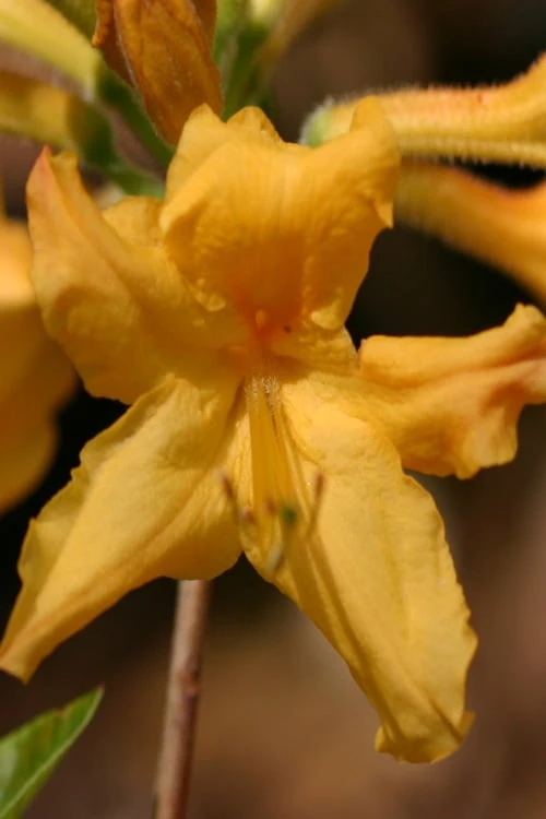 Appalachian Gold Aromi Azalea (Rhododendron Hybrid) - 3 Gallon Pot 3 Appalachian Gold Aromi Azalea (Rhododendron Hybrid) - 3 Gallon Pot