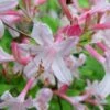 Coastal Azalea (Rhododendron Atlanticum) - 3 Gallon Pot -Deals Sapling Whisper Store rhododendron atlanticum coastal azalea 6