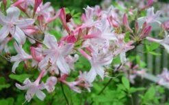 Coastal Azalea (Rhododendron Atlanticum) - 3 Gallon Pot -Deals Sapling Whisper Store rhododendron atlanticum coastal azalea 7