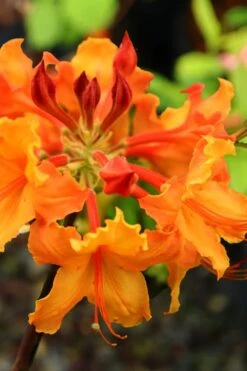 Andrew J. Boike Alabama Flame Native Azalea Azalea - 3 Gallon Pot 11 Andrew J. Boike Alabama Flame Native Azalea Azalea - 3 Gallon Pot -Deals Sapling Whisper Store rhododendron austrinum andrew j boike native azalea 5
