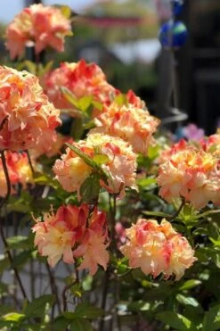 Cannon's Double Exbury Azalea (Rhdodendron) - 2 Gallon Pot 10 Cannon's Double Exbury Azalea (Rhdodendron) - 2 Gallon Pot -Deals Sapling Whisper Store rhododendron cannons double azalea 2